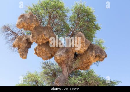 Nest des geselligen Webers (Philetairus socius) in Kameldornbaum (Vachellia erioloba) Kgalagadi Transfrontier Park, Northern Cape, Südafrika. Stockfoto