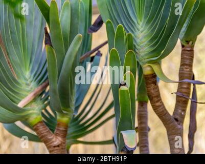 Detailaufnahme einer exotischen Pflanze namens Kumara plicatilis im hellen Hintergrund Stockfoto