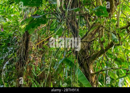 Üppige grüne Dschungel Vegetation Landschaft Stockfoto