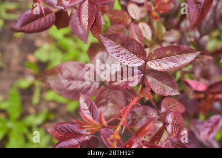 Rote Blätter aus dem Sommer stiegen mit Wassertropfen Stockfoto