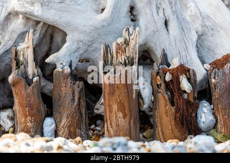 Wetter getragen Treibholz gewaschen bis auf einem Strand am Meer. Skulpturales Holz. Stockfoto