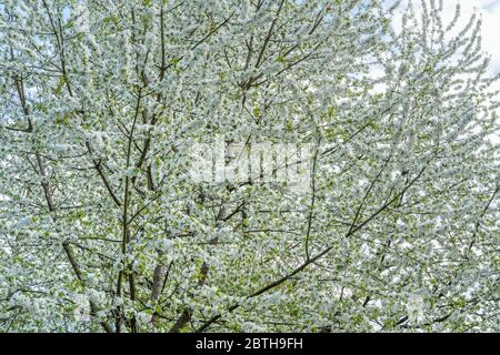 Weiss Bluhende Baume Im Fruhling
