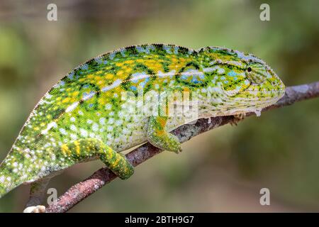 Chamäleon in seiner natürlichen Umgebung auf Madagaskar Stockfoto