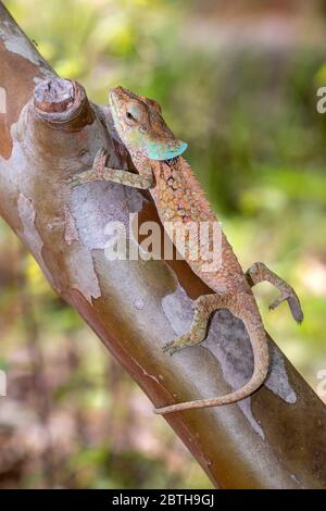 Chamäleon in seiner natürlichen Umgebung auf Madagaskar Stockfoto