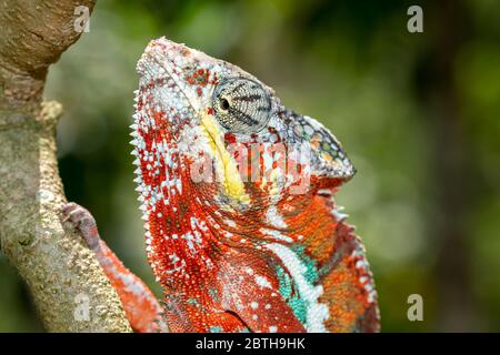 Chamäleon in seiner natürlichen Umgebung auf Madagaskar Stockfoto