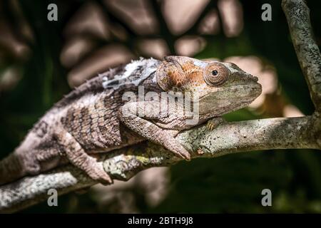 Chamäleon in seiner natürlichen Umgebung auf Madagaskar Stockfoto