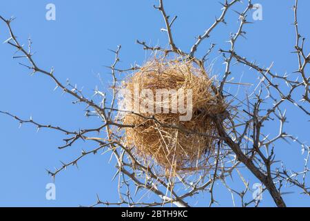 Nest des Weißbrauen-Spatzen-Webers (Plokepasser mahali), Kgalagadi Transfrontier Park, brüllende Nest mit zwei Eingängen von trockenem Gras Stockfoto