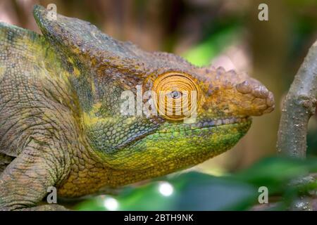 Chamäleon in seiner natürlichen Umgebung auf Madagaskar Stockfoto