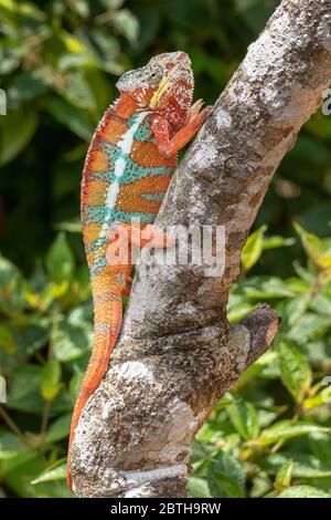 Chamäleon in seiner natürlichen Umgebung auf Madagaskar Stockfoto