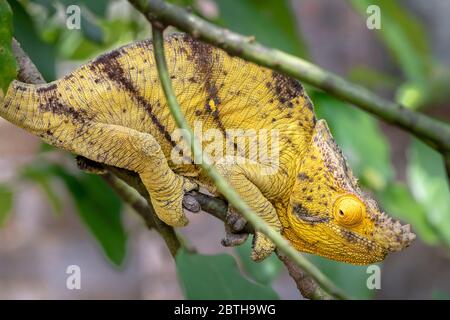 Chamäleon in seiner natürlichen Umgebung auf Madagaskar Stockfoto