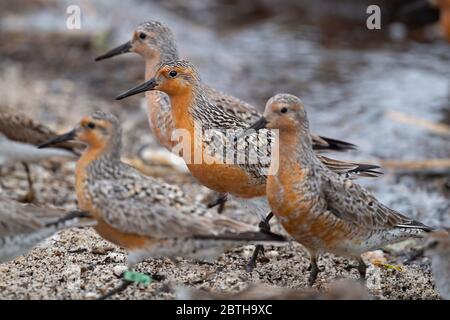 Eine Gruppe von roten Knoten, die sich entlang der Delaware Bay ernähren Stockfoto