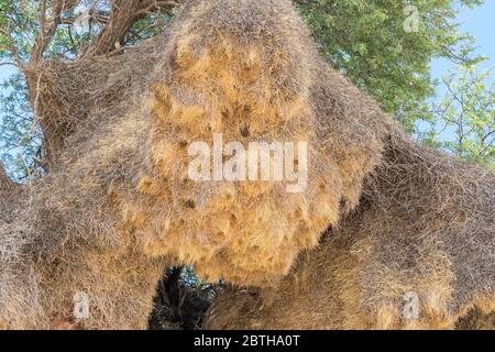 Nest des geselligen Webers (Philetairus socius) in Kameldornbaum (Vachellia erioloba) Kgalagadi Transfrontier Park, Northern Cape, Südafrika. Stockfoto