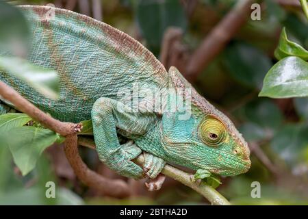 Chamäleon in seiner natürlichen Umgebung auf Madagaskar Stockfoto