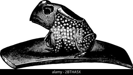 Eine indische froschförmige Pfeife, die zum Rauchen von Zigaretten (Tabak) verwendet wird. Ein Loch auf der Rückseite des Frosches, die die Zigaretten hält, vintage l gemacht Stock Vektor