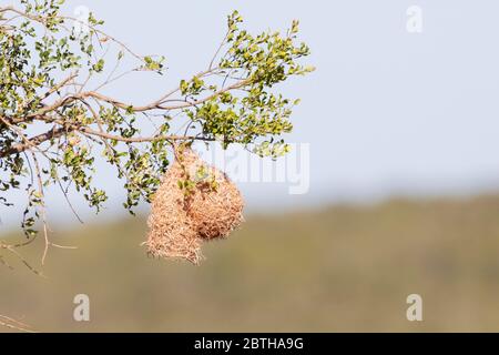 Nest eines kleinen Maskenwebers (Ploceus intermedius), Limpopo, Südafrika mit kurzem 7 cm Auslauf Stockfoto