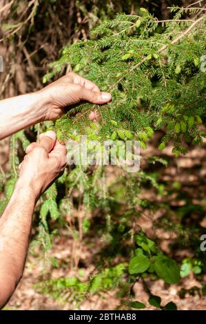 Pflücken von Fichtensprossen aus Baum, für die Herstellung von Sirup. Alternative Medecin. Stockfoto