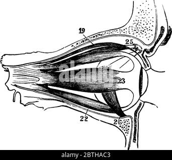 Muskeln des rechten Augapfels, von der Seite betrachtet, mit seinen Teilen gekennzeichnet als 19, 22, 23, 24, 25 und 26, die, Levator Muskel des Augenlids, Inferio Stock Vektor