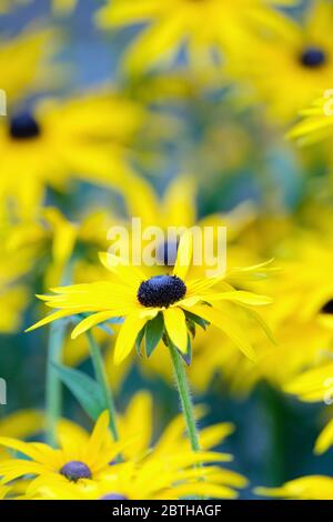 Schwarze Augen Susan Rudbeckia fulgida var. deamii. Entkommt Der Coneflower Stockfoto