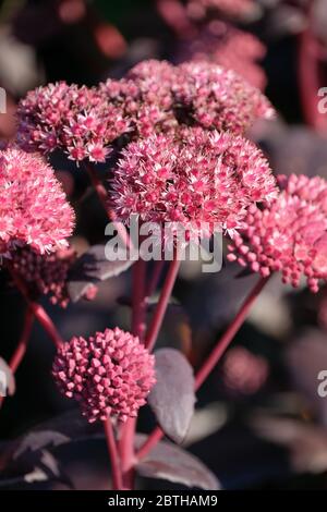 Sedum purdyi 'Purpurner Kaiser'.Sedum telephium (Atropurpureum Gruppe) 'Purpurner Kaiser'.Hylotelephium telephium (Atropurpureum Gruppe) 'Purpurner Kaiser'. Stockfoto