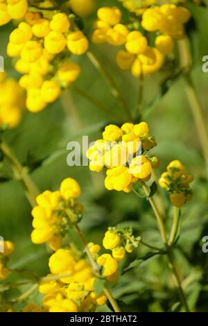 Gelbe Blüten von Calceolaria integrifolia, Buschgleiterkraut, Stockfoto