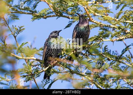 Paar nicht-züchtende Gemeine oder Europäische Stare (Sturnus vulgaris) in einem Fever Tree (Vachellia xanthophloea), Langeberg, Western Cape, Süd Stockfoto