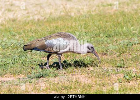 Hadeda / Hadada Ibis (Bostrychia hagedash) Futter im Grasland Western Cape, Südafrika im Winter Stockfoto