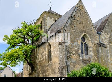 Frankreich, Indre et Loire, Cheille, alte Eiche (Quercus) aufgeführt bemerkenswerte Baum von Frankreich von A.R.B.R.E.S. Verein wächst in der Wand von Saint Didier ch Stockfoto