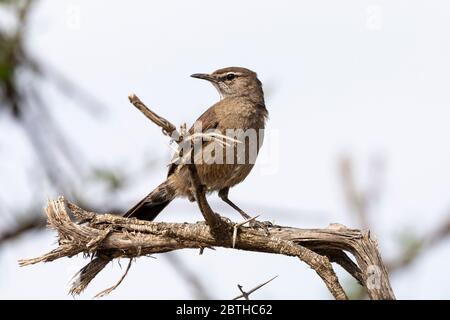 Karoo Scrub Robin (Cercotrichas coryphoeus) Addo Elephant National Park, Eastern Cape, Südafrika Stockfoto