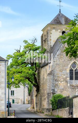 Frankreich, Indre et Loire, Cheille, alte Eiche (Quercus) aufgeführt bemerkenswerte Baum von Frankreich von A.R.B.R.E.S. Verein wächst in der Wand von Saint Didier ch Stockfoto