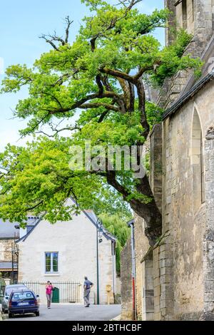 Frankreich, Indre et Loire, Cheille, alte Eiche (Quercus) aufgeführt bemerkenswerte Baum von Frankreich von A.R.B.R.E.S. Verein wächst in der Wand von Saint Didier ch Stockfoto