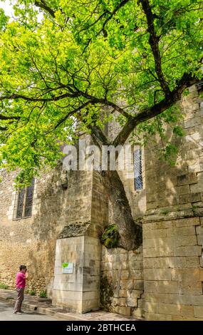 Frankreich, Indre et Loire, Cheille, alte Eiche (Quercus) aufgeführt bemerkenswerte Baum von Frankreich von A.R.B.R.E.S. Verein wächst in der Wand von Saint Didier ch Stockfoto