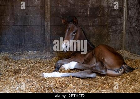 Ein braunes Stutenfohlen wird in einem Pferdehalb, Stall geboren und liegt im Stroh Stockfoto