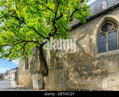 Frankreich, Indre et Loire, Cheille, alte Eiche (Quercus) aufgeführt bemerkenswerte Baum von Frankreich von A.R.B.R.E.S. Verein wächst in der Wand von Saint Didier ch Stockfoto