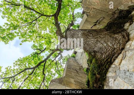 Frankreich, Indre et Loire, Cheille, alte Eiche (Quercus) aufgeführt bemerkenswerte Baum von Frankreich von A.R.B.R.E.S. Verein wächst in der Wand von Saint Didier ch Stockfoto