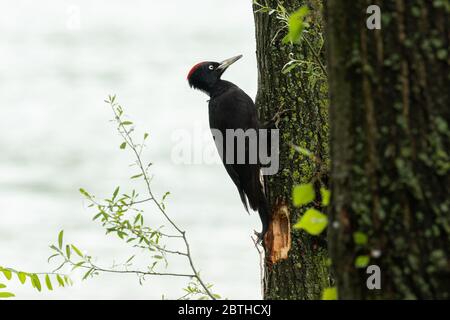 Ein Schwarzspecht ruht auf einem Baum in der Nähe eines Flusses, trüber Frühlingstag (Wien, Österreich) Stockfoto