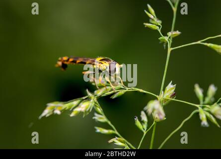 Ein Männchen auf Gras ruhender langer Schwebfliege (Sphaerophoria scripta, Syrphidae) (Wien, Österreich) Stockfoto