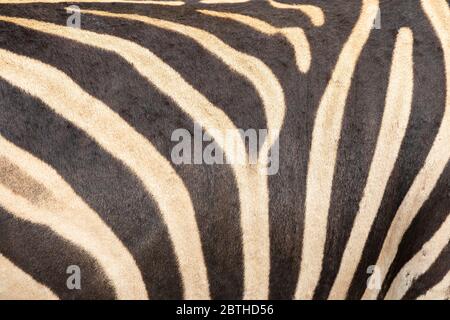 Vollformat Hintergrundtextur von Burchells Zebra ( Equus quagga burchellii) Haut auf einem lebenden Tier. Burchells Zebra ist ein südliches Plains Zebra Stockfoto