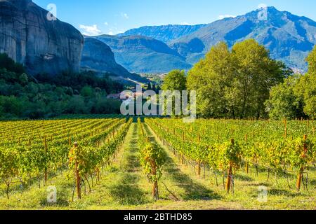 Griechenland. Sonniger Sommertag zwischen den Felsen von Kalambaka. Weinberg, der zu den Felsklöstern von Meteora gehört Stockfoto