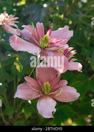 Ein Paar der rosa Blüten von Clematis montana Marjorie Stockfoto