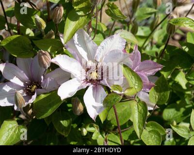 Eine einzelne große blassviolette Blume von Clematis Samaritan Jo Stockfoto