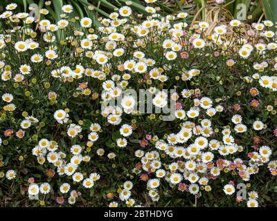 Ein großer Klumpen Erigeron karvinskianus bedeckt mit kleinen weißen Gänseblümchen am Rand einer Grenze Stockfoto