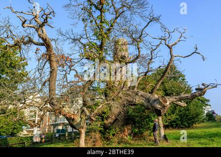 Frankreich, Loire Atlantique, Nantes, Chantrerie Park, Kastanie (Castanea sativa) aufgeführt bemerkenswerte Baum von Frankreich von A.R.B.R.E.S. Association // Frankreich, Stockfoto