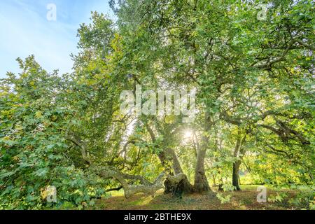 Frankreich, Maine et Loire, Loire-Tal, das von der UNESCO zum Weltkulturerbe erklärt wurde, Savennieres, Fresne Park, Orientalische Ebene (Platanus orientalis), die Remarka Stockfoto