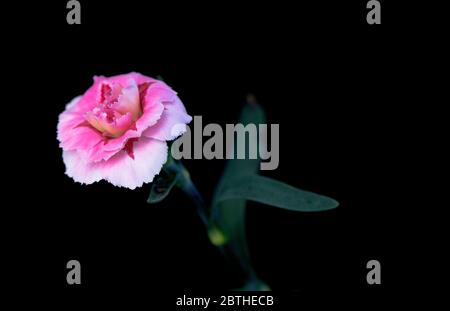 Nahaufnahme eines Dianthus Oscar 'Pink Star' in Blüte. Stockfoto