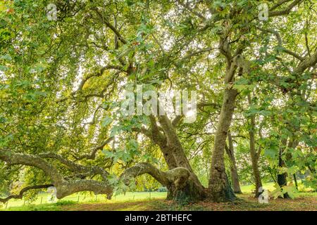 Frankreich, Maine et Loire, Loire-Tal, das von der UNESCO zum Weltkulturerbe erklärt wurde, Savennieres, Fresne Park, Orientalische Ebene (Platanus orientalis), die Remarka Stockfoto