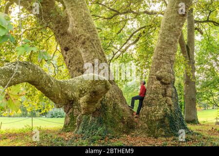 Frankreich, Maine et Loire, Loire-Tal, das von der UNESCO zum Weltkulturerbe erklärt wurde, Savennieres, Fresne Park, Orientalische Ebene (Platanus orientalis), die Remarka Stockfoto