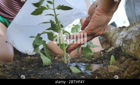 Ein Kind tropft Wasser auf die Hand des Bauern zu Sämling nur auf den Boden des Gemüsegartens gepflanzt. Bio-Bauer, Frühling Garten, Hausbau. Stockfoto