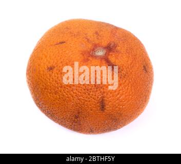 Fast morgenrot orange isoliert auf weißem Hintergrund Stockfoto