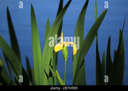 Gelbe Iris (Iris pseudacorus) wächst in einem englischen See. Stockfoto