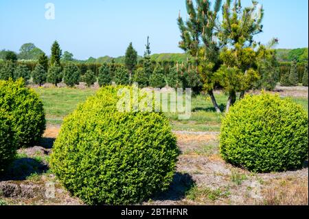 Plantage mit Reihen von immergrünen Buxus Buchsbaum Pflanzen in ...